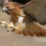 Hawk888