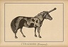 Strapony