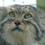 kotmanul