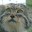 kotmanul